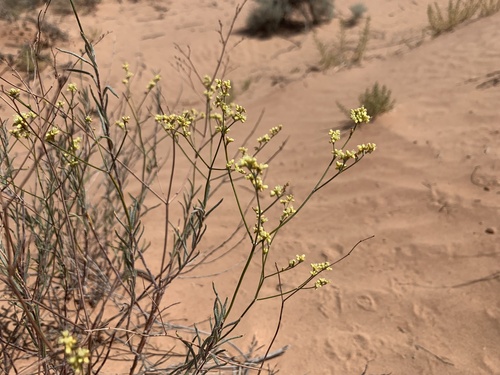 sand buckwheat (Eriogonum leptocladon)