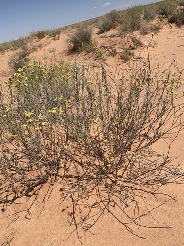 Image of Eriogonum leptocladon by (c) Zach Earl, some rights reserved (CC BY)