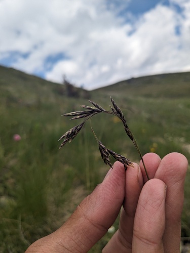 Festuca varia, photograph 6