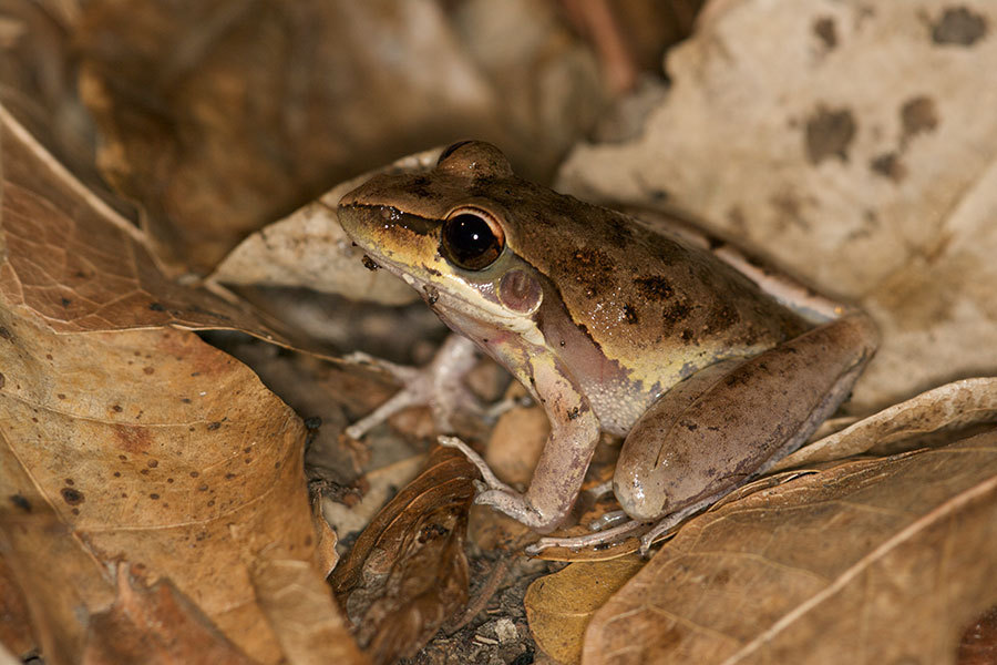 Watjulum Frog