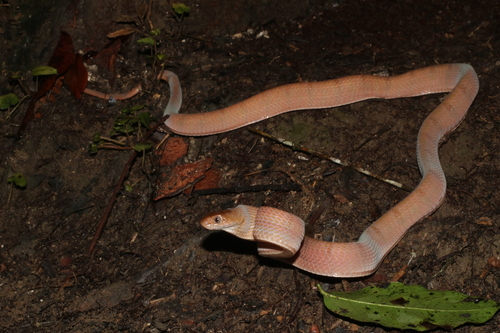 Diamondback Night Stalker