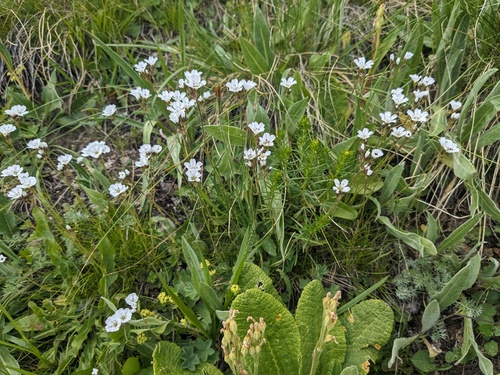 Eremogone lychnidea, photograph 4