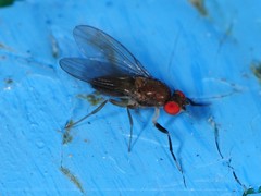 Chymomyza procnemoides