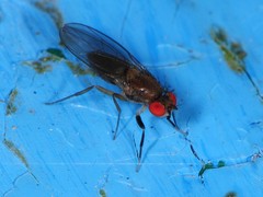 Chymomyza procnemoides