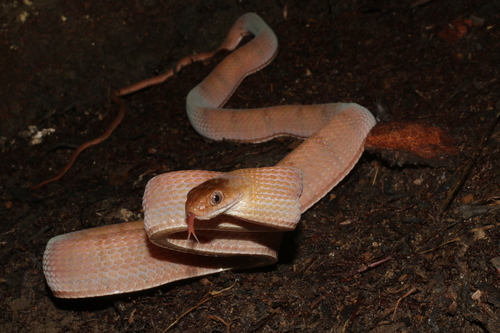 Diamondback Night Stalker