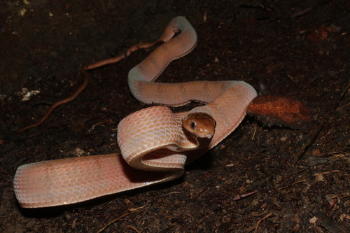 Diamondback Night Stalker