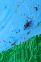 Chymomyza procnemoides