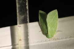 Bena bicolorana