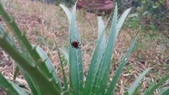 Alpaida quadrilorata