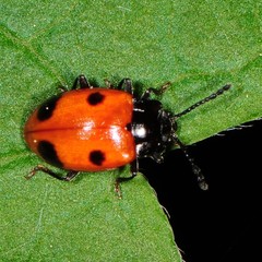 Endomychus biguttatus