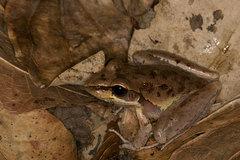Litoria watjulumensis
