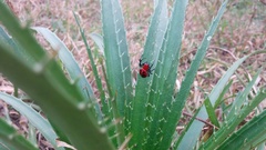 Alpaida quadrilorata