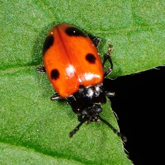 Endomychus biguttatus