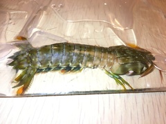 Gonodactylus chiragra