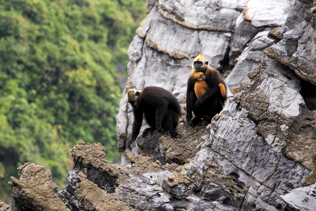 Cat Ba Langur