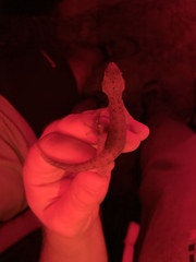 Phyllodactylus palmeus