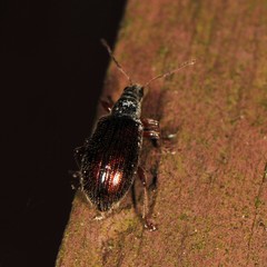 Phyllobius oblongus