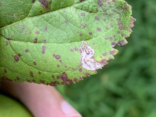 Stigmella purpuratella