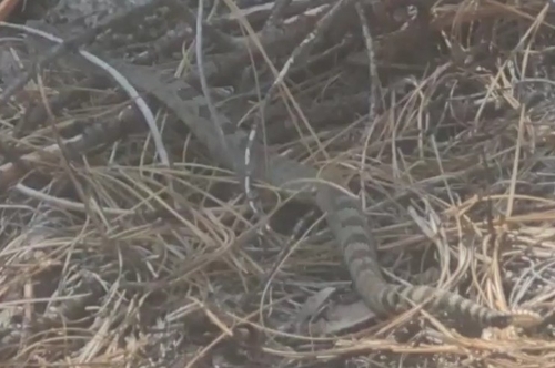 iNaturalist observation photo of Northern Pacific Rattlesnake