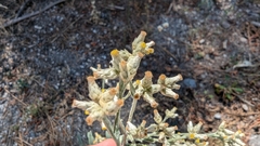 Pseudognaphalium canescens