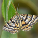 Black-banded Orange Moth - Photo (c) Jimmy Dee, some rights reserved (CC BY-SA), uploaded by Jimmy Dee