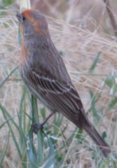Haemorhous mexicanus
