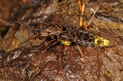 Ontholestes cingulatus