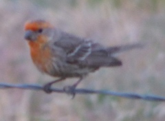 Haemorhous mexicanus