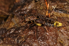 Ontholestes cingulatus