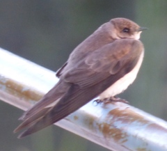 Stelgidopteryx serripennis