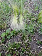 Hordeum jubatum