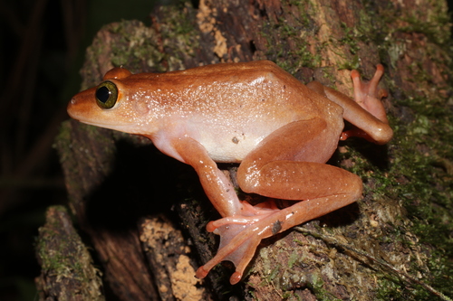 Greshoff's Wax Frog