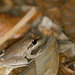 Pale Frog - Photo (c) John Sullivan, some rights reserved (CC BY-NC), uploaded by John Sullivan