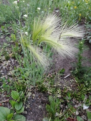 Hordeum jubatum