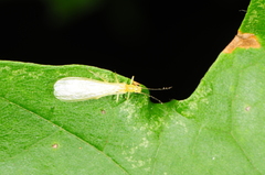 Chloroperlidae