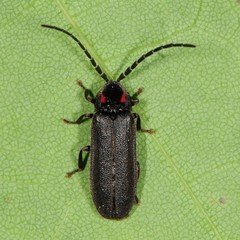 Lucidota punctata