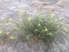 Cleomella palmeri