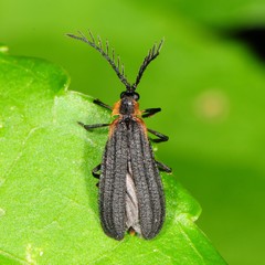 Leptoceletes basalis