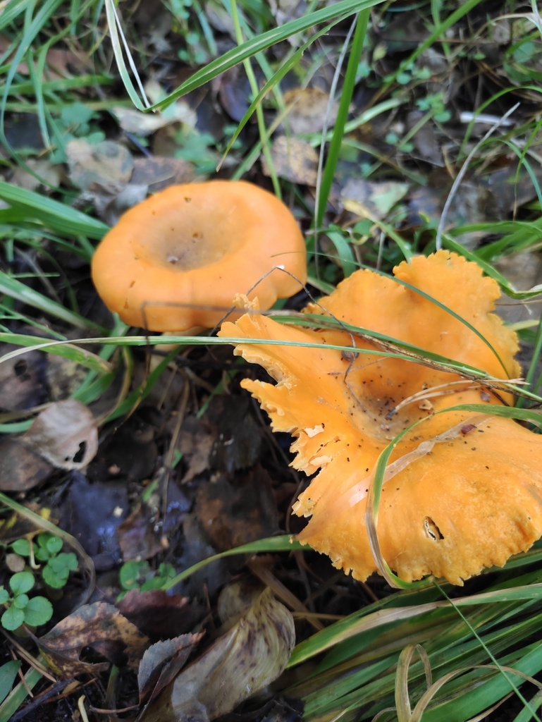 Cantharellus cibarius · September 2024 · photo: © wrrite (iNaturalist, cc-by)