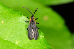 Leptoceletes basalis