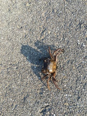 Hemigrapsus penicillatus