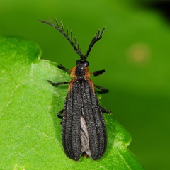 Leptoceletes basalis