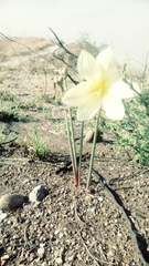 Zephyranthes concolor