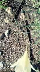 Zephyranthes concolor