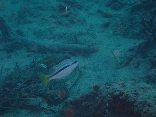 ヒトスジタマガシラ
