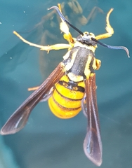 Paranthrene simulans