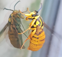 Paranthrene simulans