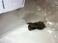 Leptodius sanguineus