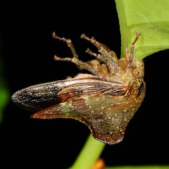 Telamona monticola
