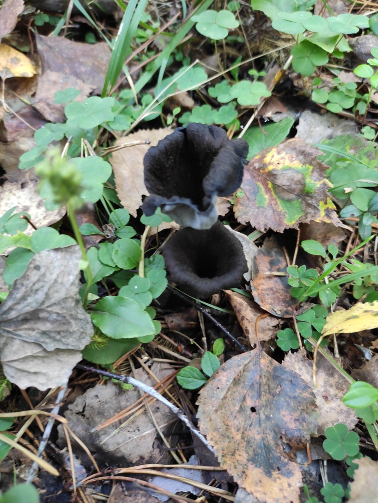 Craterellus cornucopioides · September 2024 · photo: © wrrite (iNaturalist, cc-by)